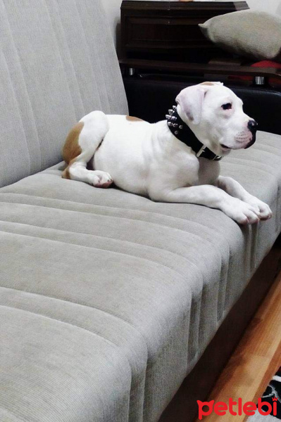 Amerikan Staffordshire Terrier, Köpek  Keşh fotoğrafı