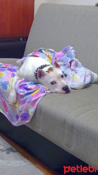Amerikan Staffordshire Terrier, Köpek  Keşh fotoğrafı