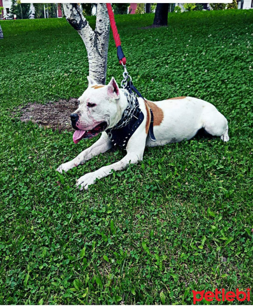Amerikan Staffordshire Terrier, Köpek  Keşh fotoğrafı