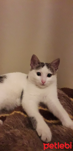Bombay, Kedi  Sirine fotoğrafı