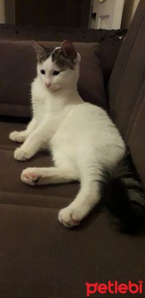 Bombay, Kedi  Sirine fotoğrafı