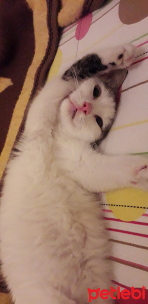 Bombay, Kedi  Sirine fotoğrafı