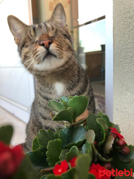 Tekir Kedi, Kedi  Veysel fotoğrafı