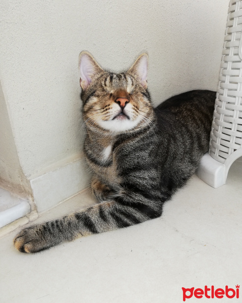 Tekir Kedi, Kedi  Veysel fotoğrafı