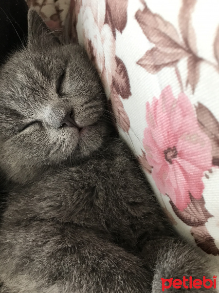 British Shorthair, Kedi  uzay fotoğrafı