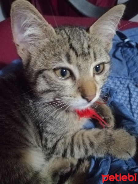 Tekir Kedi, Kedi  Cimcime fotoğrafı