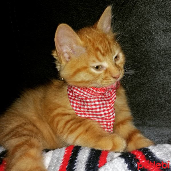 Sarman, Kedi  Portakal fotoğrafı