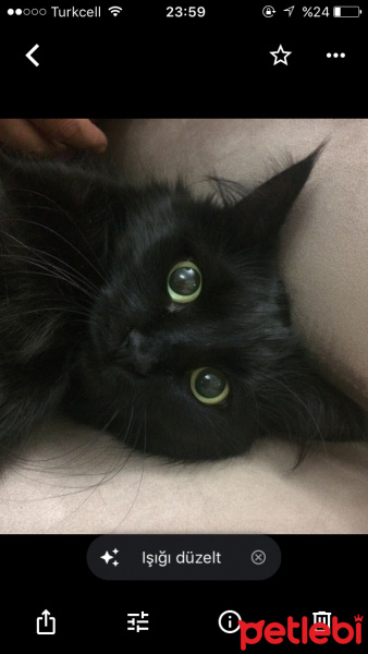 Soke, Kedi  bihter fotoğrafı