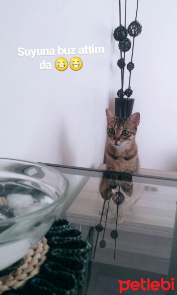 Tekir Kedi, Kedi  Tıfıl fotoğrafı