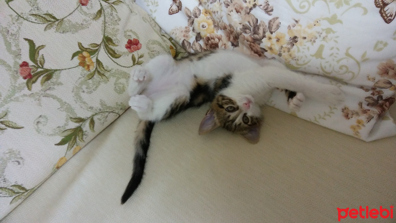 Tekir Kedi, Kedi  Merlin fotoğrafı