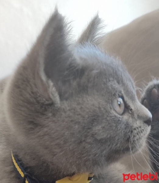 Scottish Fold, Kedi  Mia fotoğrafı