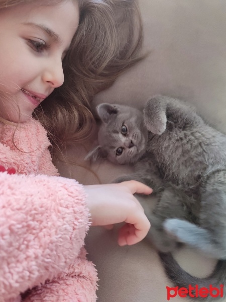 Scottish Fold, Kedi  Mia fotoğrafı