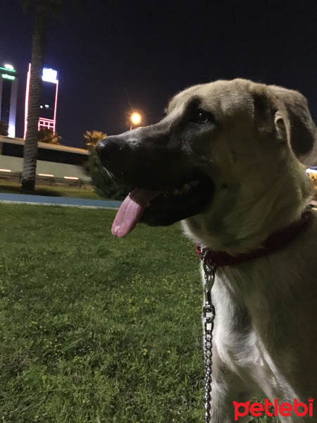 Kangal, Köpek  korsan fotoğrafı