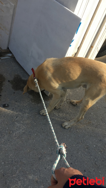 Kangal, Köpek  korsan fotoğrafı