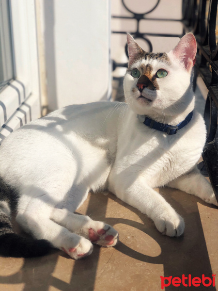 Tekir Kedi, Kedi  Molly fotoğrafı