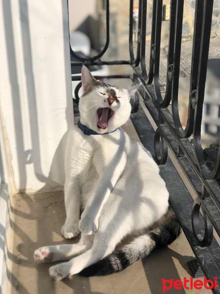 Tekir Kedi, Kedi  Molly fotoğrafı