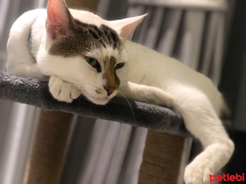 Tekir Kedi, Kedi  Molly fotoğrafı