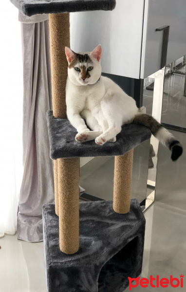 Tekir Kedi, Kedi  Molly fotoğrafı