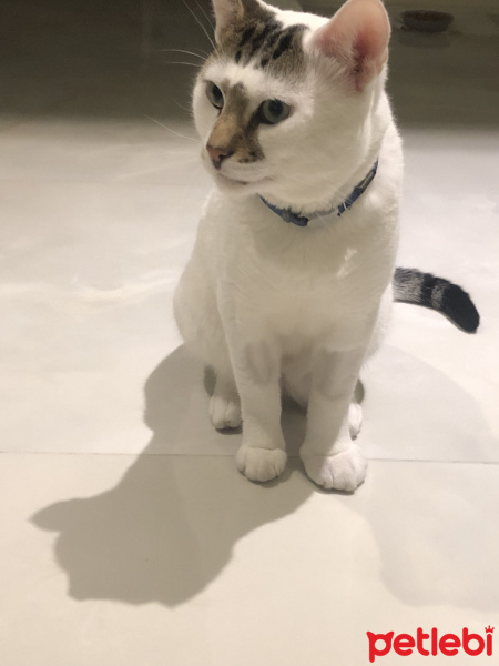 Tekir Kedi, Kedi  Molly fotoğrafı