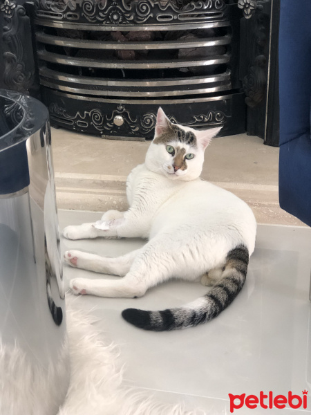 Tekir Kedi, Kedi  Molly fotoğrafı