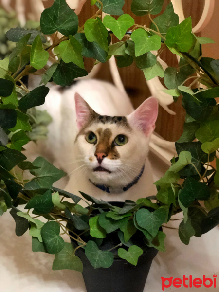 Tekir Kedi, Kedi  Molly fotoğrafı