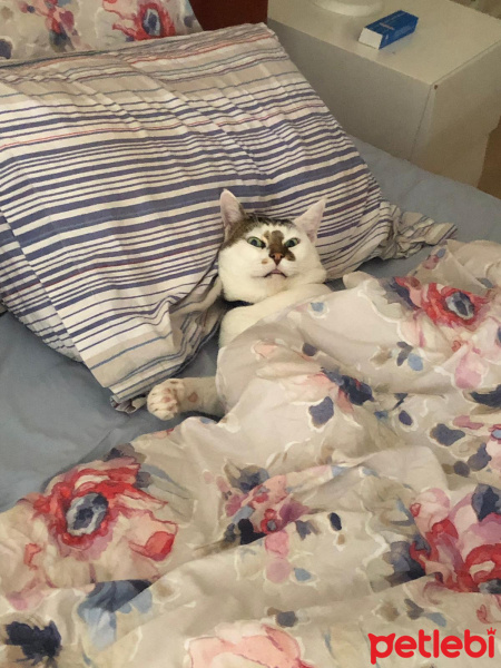 Tekir Kedi, Kedi  Molly fotoğrafı