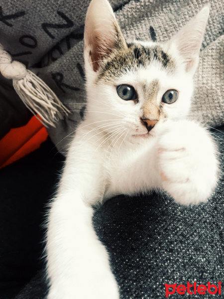 Tekir Kedi, Kedi  Molly fotoğrafı