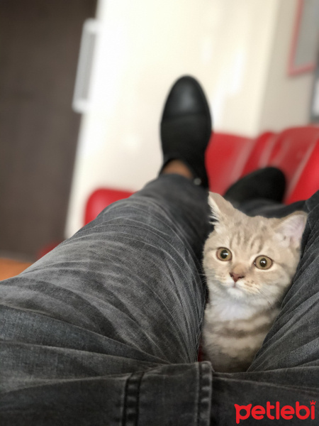 British Shorthair, Kedi  Tokyo fotoğrafı