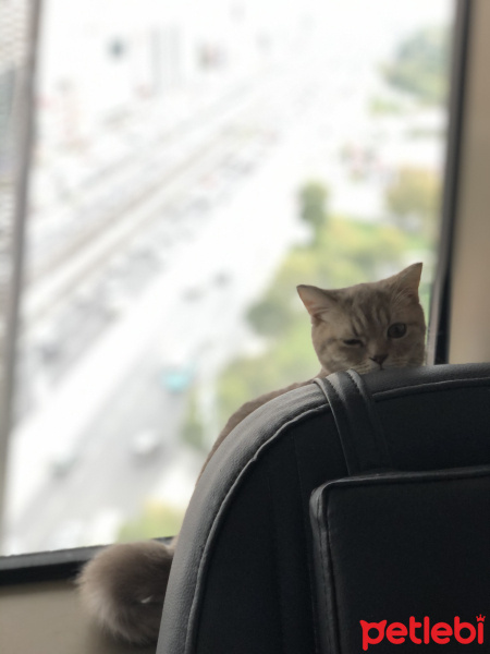 British Shorthair, Kedi  Tokyo fotoğrafı