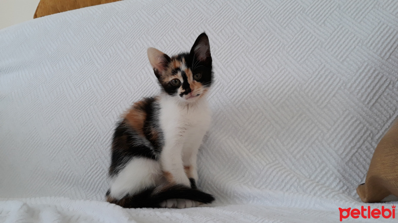 Tekir Kedi, Kedi  LAYLA fotoğrafı