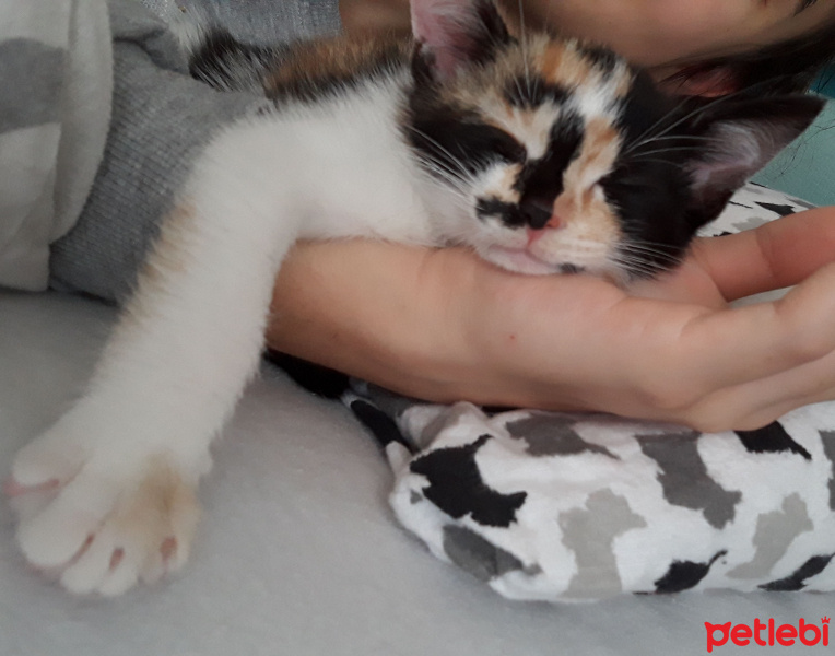 Tekir Kedi, Kedi  LAYLA fotoğrafı