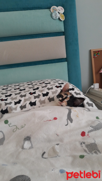 Tekir Kedi, Kedi  LAYLA fotoğrafı