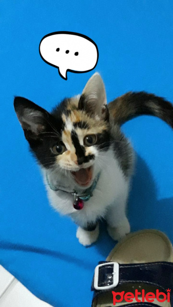Tekir Kedi, Kedi  LAYLA fotoğrafı