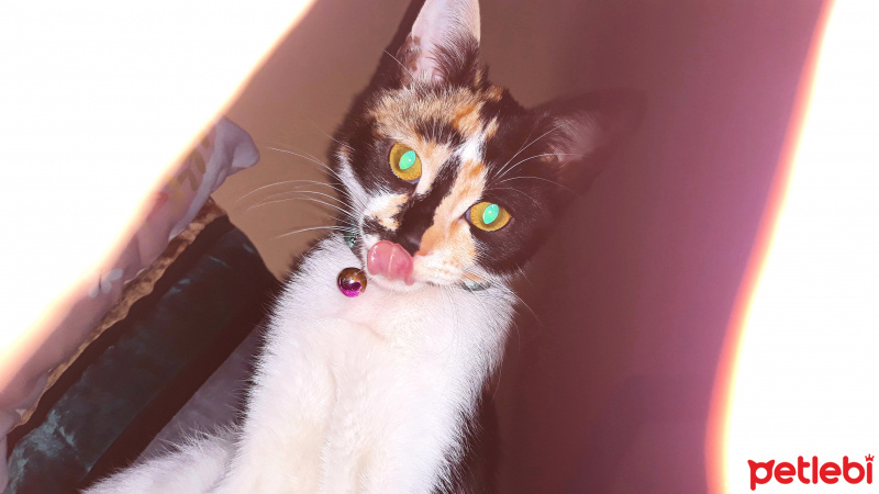 Tekir Kedi, Kedi  LAYLA fotoğrafı