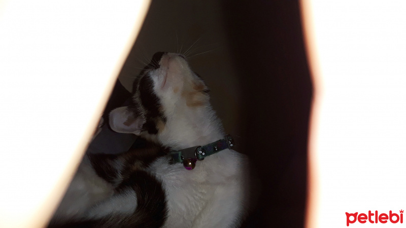 Tekir Kedi, Kedi  LAYLA fotoğrafı