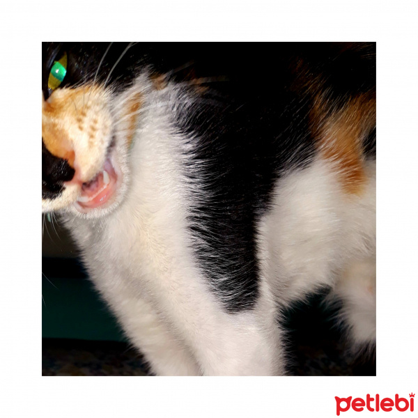 Tekir Kedi, Kedi  LAYLA fotoğrafı