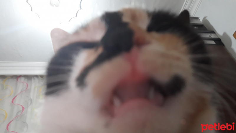 Tekir Kedi, Kedi  LAYLA fotoğrafı