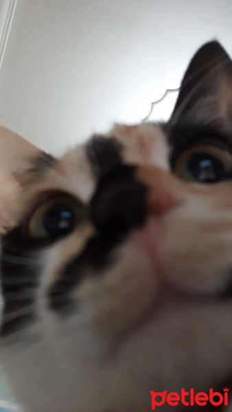 Tekir Kedi, Kedi  LAYLA fotoğrafı
