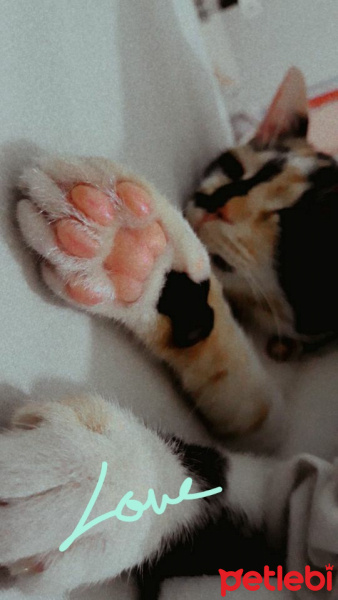 Tekir Kedi, Kedi  LAYLA fotoğrafı