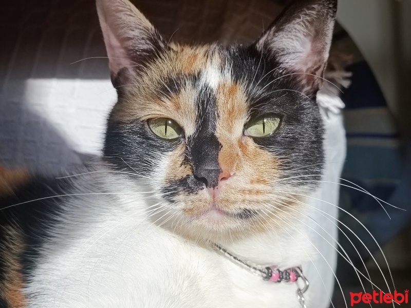 Tekir Kedi, Kedi  LAYLA fotoğrafı
