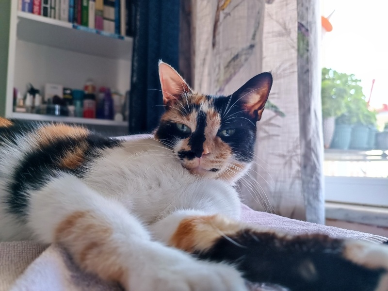 Tekir Kedi, Kedi  LAYLA fotoğrafı