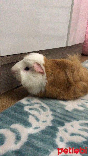 Guinea Pig, Kemirgen  Zilli fotoğrafı