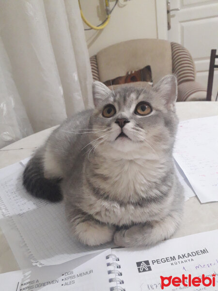 British Shorthair, Kedi  Cindi fotoğrafı