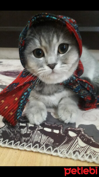 British Shorthair, Kedi  Cindi fotoğrafı