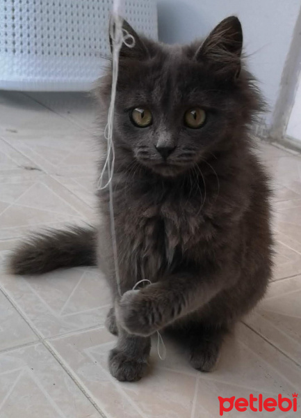 Nebelung, Kedi  Bulut fotoğrafı