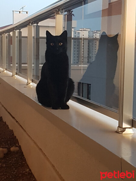 Bombay, Kedi  Böcek fotoğrafı