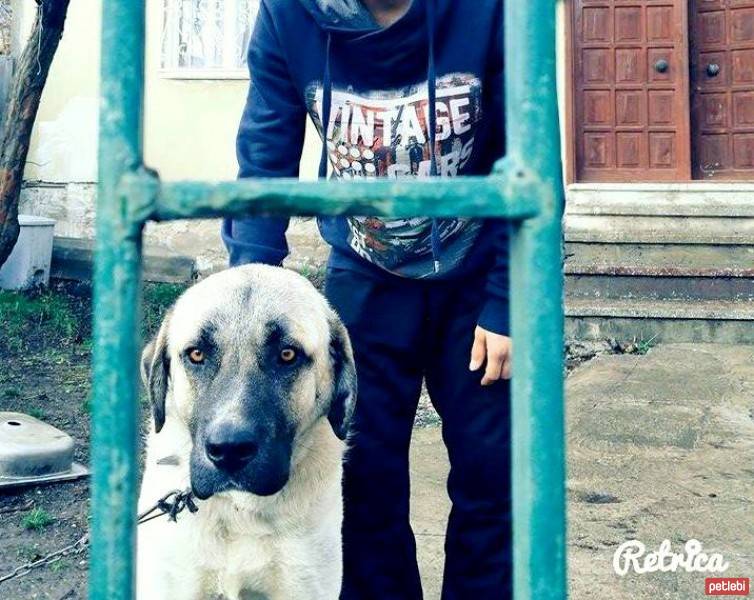 Kangal, Köpek  Paşa fotoğrafı