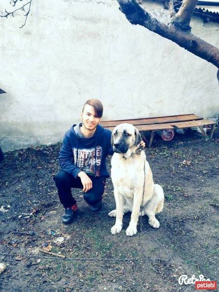Kangal, Köpek  Paşa fotoğrafı