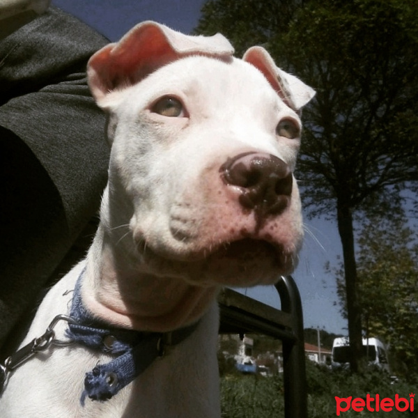 Amerikan Staffordshire Terrier, Köpek  ARES fotoğrafı