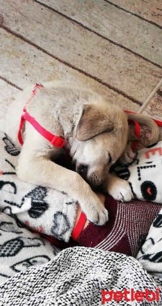 Sokö (Sokak Köpeği), Köpek  Pablo fotoğrafı